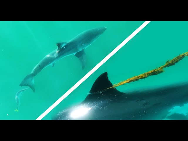 Barracuda Bites Great White Shark!