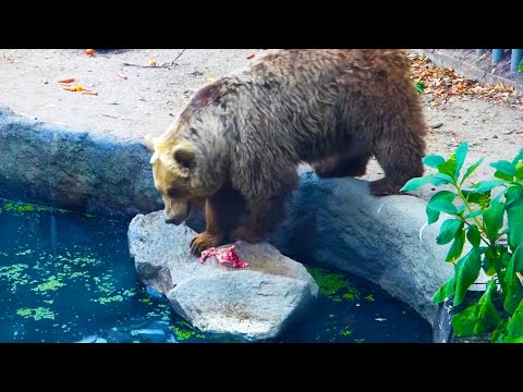 Bear Saves Bird From Drowning