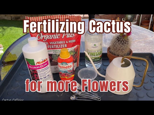 Fertilize Cactus to Encourage Flowering