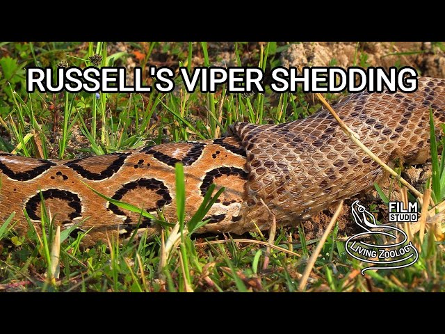Deadly venomous Russell's viper shedding skin, wild snake shedding skin