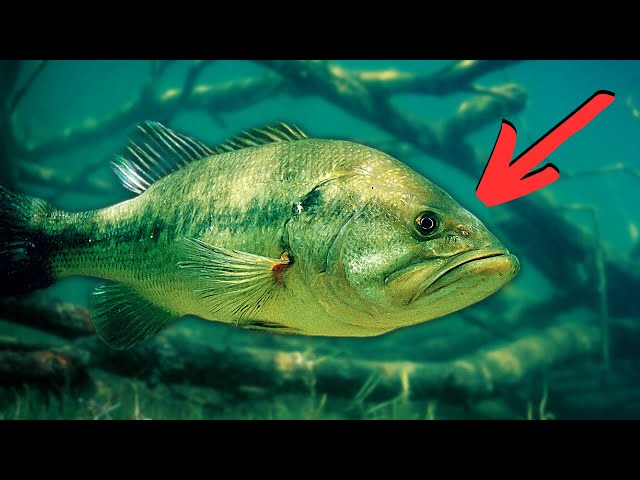 What Nobody Tells You About FINDING BASS