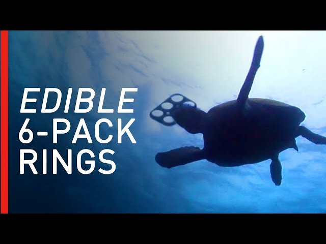Microbrewery Makes Biodegradable, Edible 6 Pack Rings To Reduce Ocean Plastic