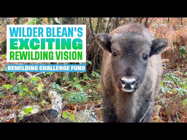 A bright future for Wilder Blean | Rewilding Network
