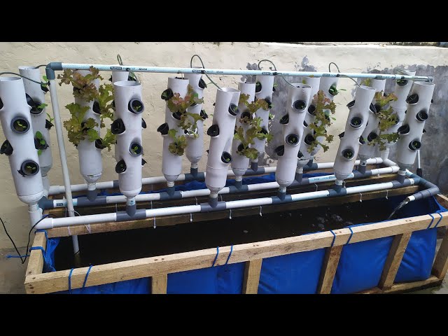 DIY : How to build Aquaponic system combined with Vertical pipe (Part 1)