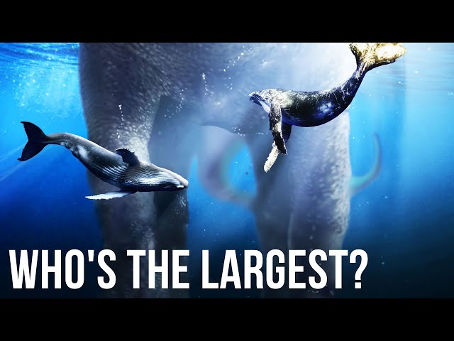 TOP Largest Creatures Ever Existed On Earth