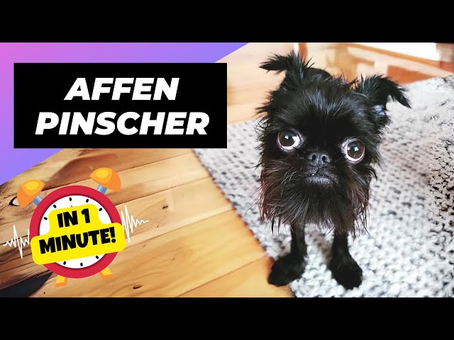 Affenpinscher 🐵 The Monkey-Faced Dog! | 1 Minute Animals