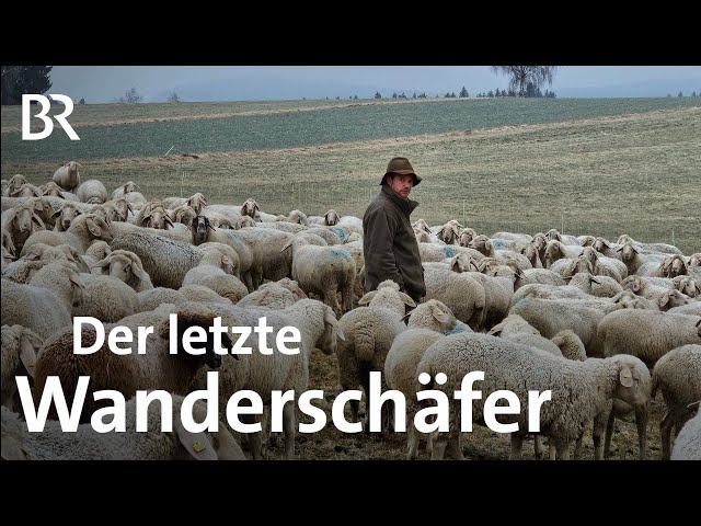 Auch bei Kälte im Freien - der letzte Wanderschäfer im Landkreis Regen | Schwaben + Altbayern | BR
