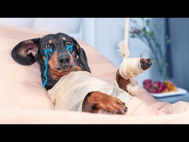 Don't Trust Cute Dachshund's Eyes! Funny Dogs Video Compilation!
