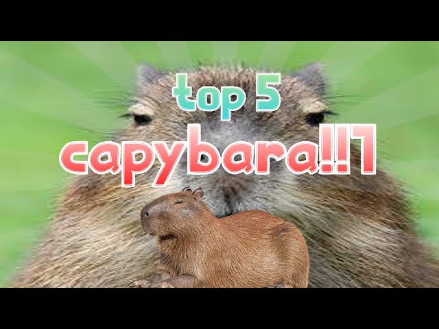 Top 5 capybaras