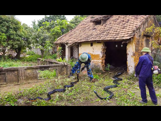 DANGEROUS cleaning of an old, dilapidated house that is a SNAKE shelter causes public confusion