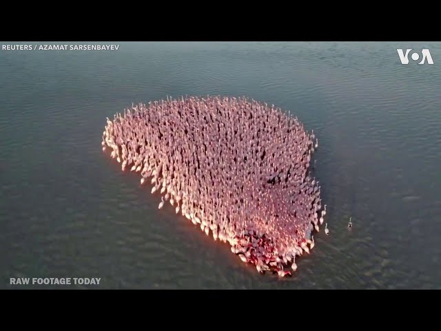 Flock of pink flamingos gather in Kazakhstan lake