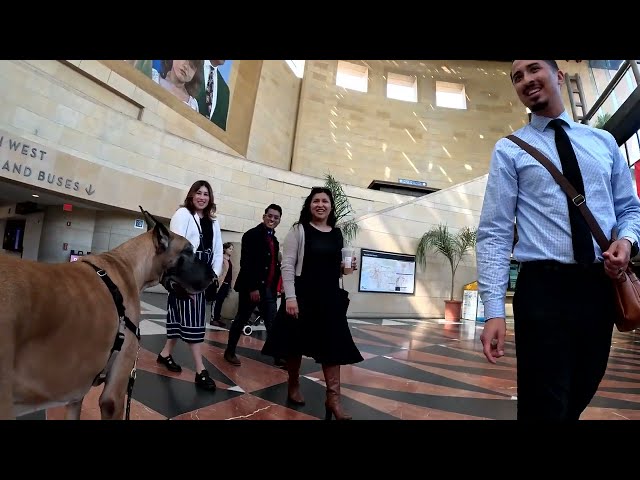Cash 2.0 Great Dane at Union Station in downtown Los Angeles 3