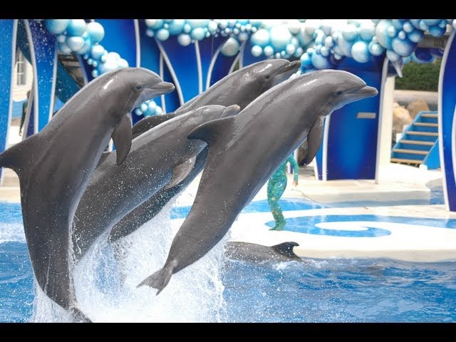 The Complete  SeaWorld "Blue Horizons" Dolphin Show