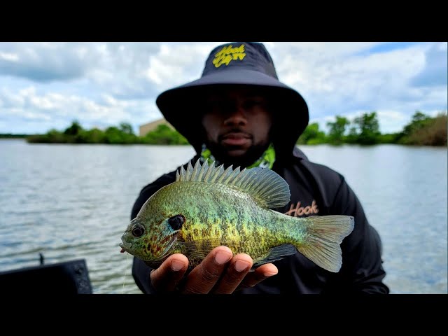 These Bluegill X Redear Hybrids Are DELICIOUS {CATCH CLEAN COOK}