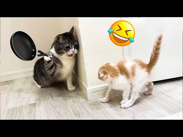 Funny Cats Videos😹 - Funniest Animals 2024 |Aww Pets