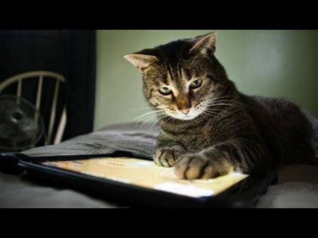 Funny Cats Playing With Ipad - Video Compilation