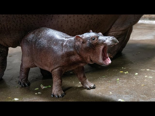 Fiona the hippo has a little brother! Cincinnati Zoo names baby 'Fritz' after holding fan vote