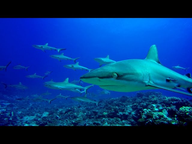 Diving in French Polynesia ( Fakarava and Rangiroa ) 4K