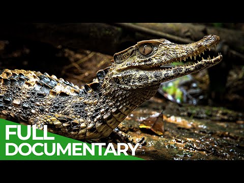 Uncharted - The Beautiful World of the Amazon | Free Documentary Nature