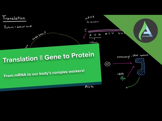 Translation || From DNA to Protein Part 2