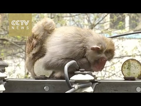 Footage: monkey gets electric shock, gets rescued