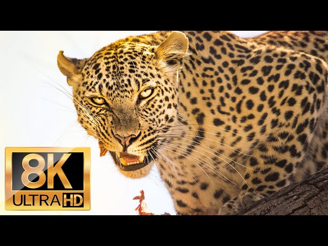 8K Animals Wildlife - 8K Planet