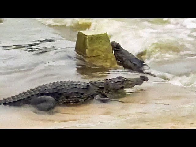 Biggest Crocodiles Ever Caught on Camera