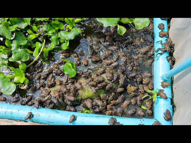 Building a DIY Capped PVC Pipe Floating Raft to Raise 500 Frogs with Fishes - Aquaponics system