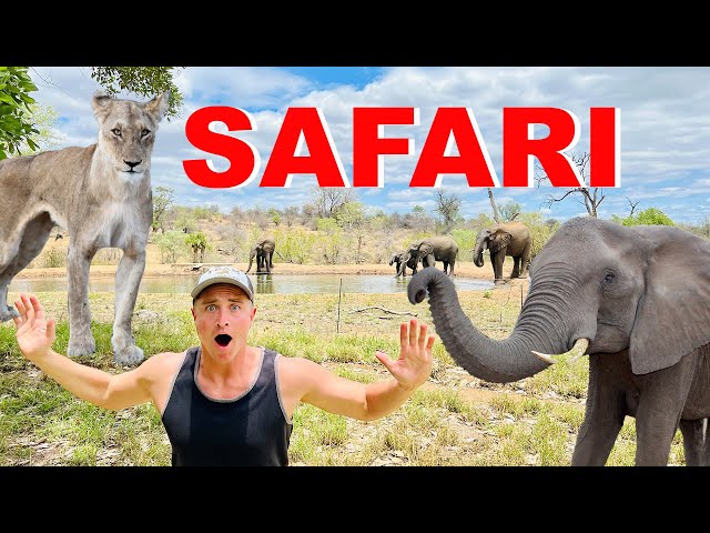 Unforgettable South African Safari: Up Close with Lions, Leopards, and Elephants!