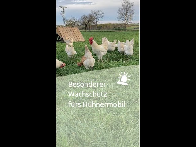 Besonderer Wachschutz fürs Hühnermobil | #heimischelandwirtschaft