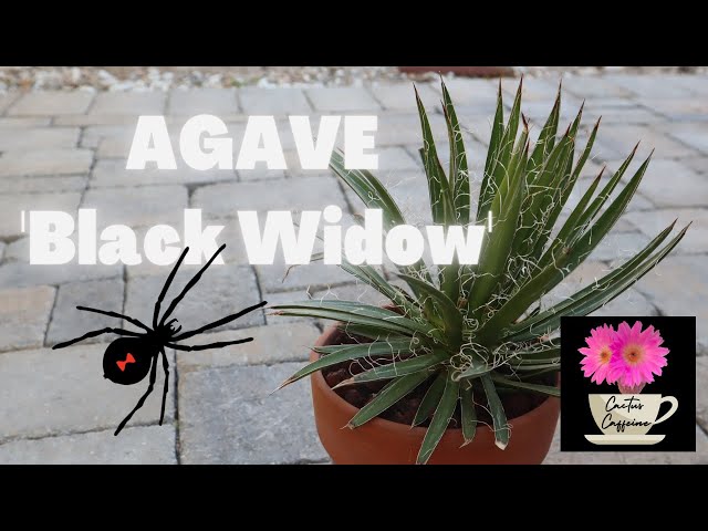 Repotting an Agave 'Black Widow' | #agave #pottingup