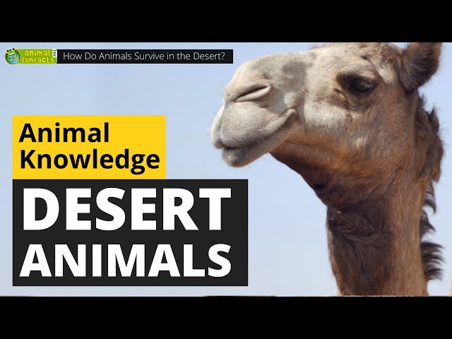 How Do Animals Survive in the Desert? 🐪🌵 - Animals for Kids - Educational Video