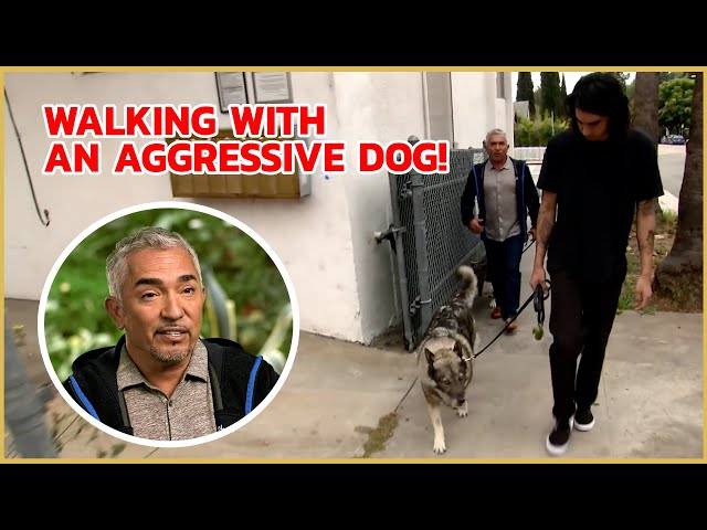 How to build trust with an aggressive dog! | Cesar911 Shorts