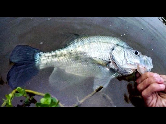 COLD FRONT FISHING for BIG CRAPPIE AND BASS!