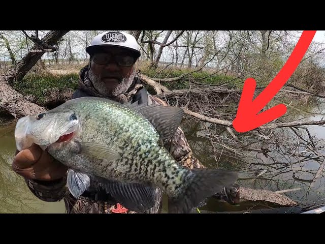 This Fallen Tree Was LOADED With Spawning Crappie (Spring 2024)