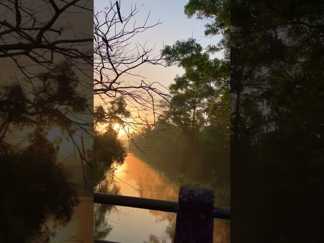 Sunrise reflection | good morning | dreamy sunshine by the canal | goa vlog | #shorts #videoshort
