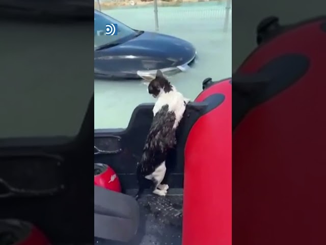 Así fue el rescate de un gato en las inundaciones de Dubai
