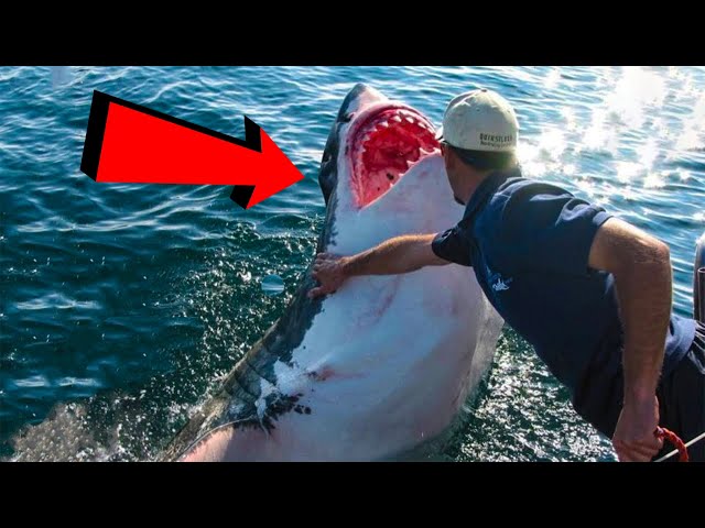 Dangerous Sea Animals CAUGHT Being Friendly