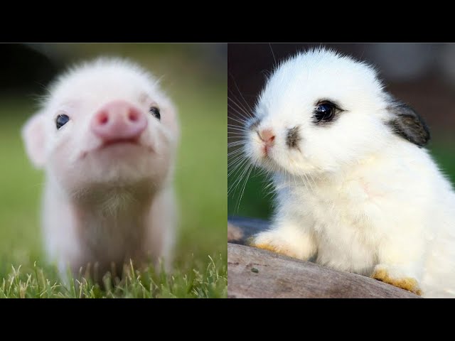 Cute baby animals Videos Compilation cute moment of the animals - Cutest Animals #36