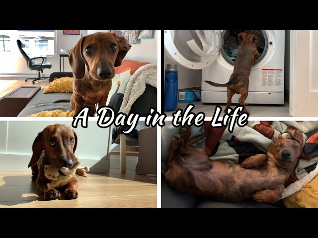 A day in the life of a mini dachshund puppy