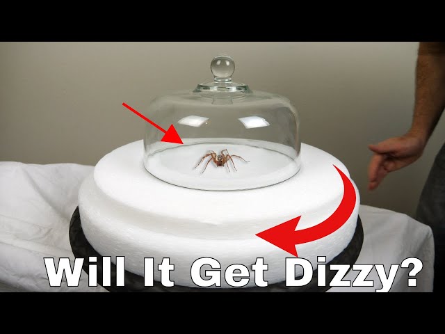 Do Spiders Actually Get Dizzy? Spinning a Hobo Spider on a Turntable Then Letting It Try To Walk