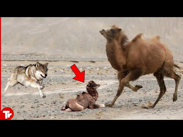 Wolves Attack Camel and This Is What Happened