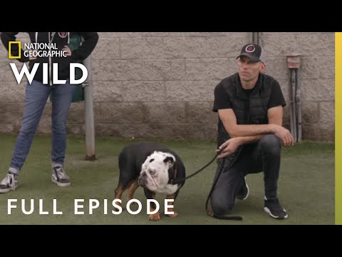 The Tormentor (Full Episode) | Dog Impossible