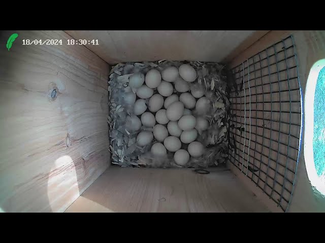 Wood Duck nest box Florida LIVE STREAM