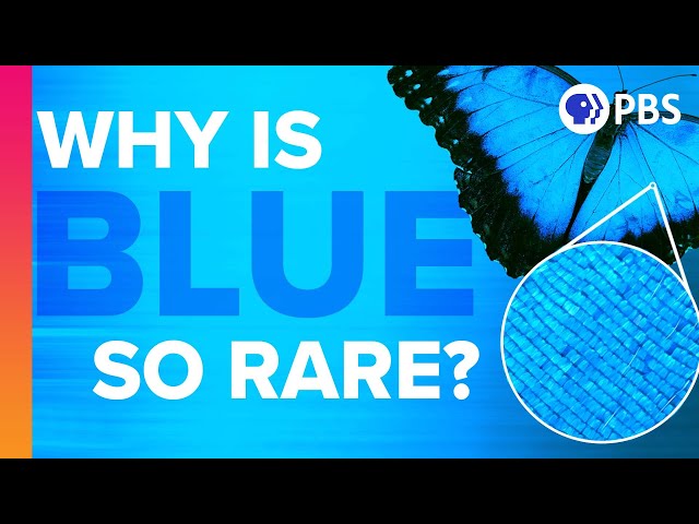 Why Is Blue So Rare In Nature?