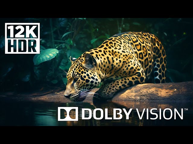WORLD OF ANIMALS IN DOLBY VISION™ | HDR 12K 60FPS (TRUE CINEMATIC)
