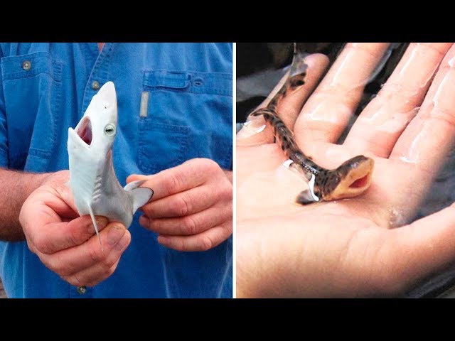 THE SMALLEST SHARKS In The World