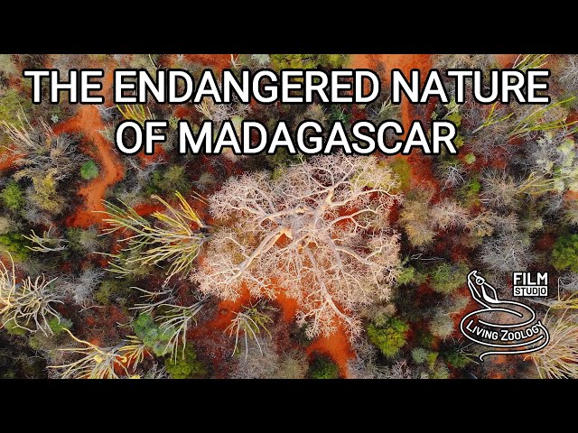 Endangered nature of Madagascar, full documentary, lemurs, chameleons, snakes, endemic fauna