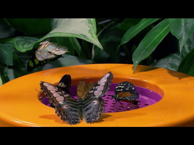 Butterflies, Birds & More In New Center At The Museum Of Natural History | New York Live TV