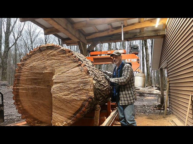 Massive White Oak on the Sawmill